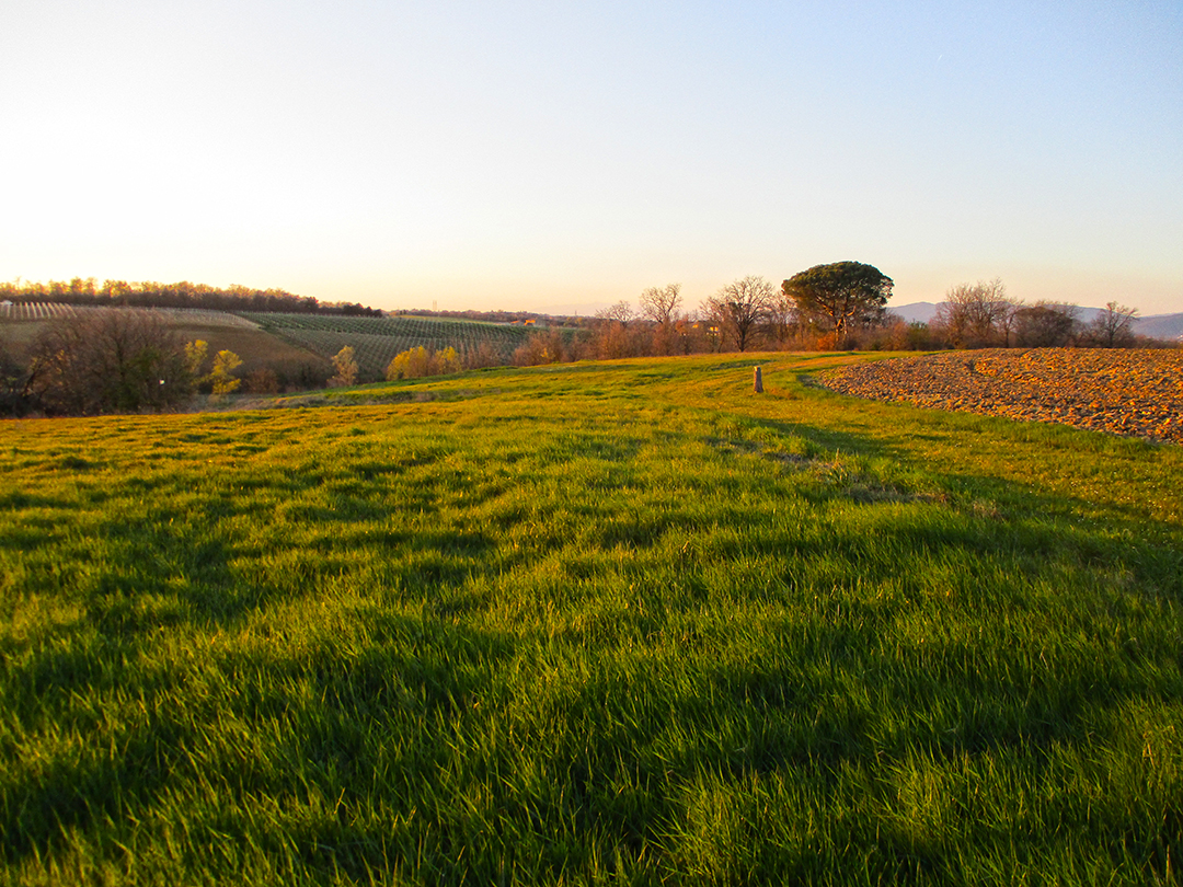 Aste   Terreni Agricoli  - Terreni a Cortona in località Centoia