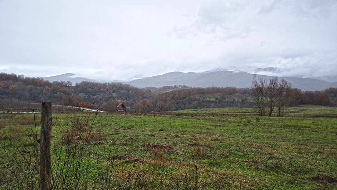 Aste   Terreni Agricoli  - Terreni a Terranuova Bracciolini in frazione Campogialli - Lotto 2